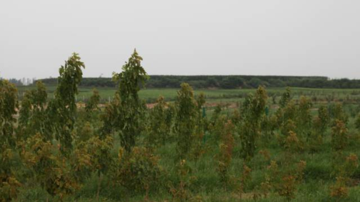 秋后的万邦千禾，依旧欣荣(图2)