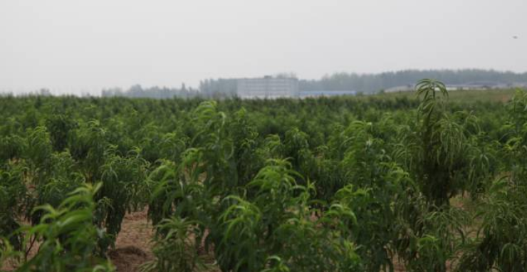 秋后的万邦千禾，依旧欣荣(图3)