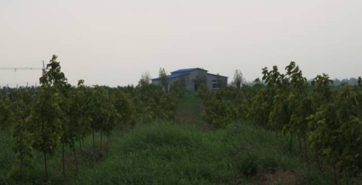 秋后的万邦千禾，依旧欣荣(图4)