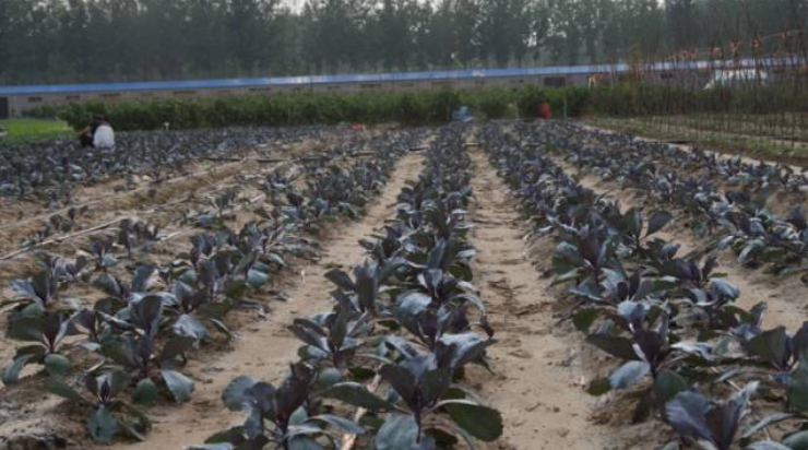 秋后的万邦千禾，依旧欣荣(图8)