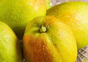 库尔勒香梨丨果中珍品，梨中王子(图3)