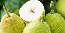 库尔勒香梨丨果中珍品，梨中王子(图6)