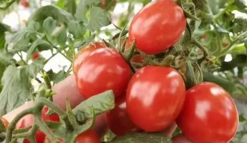 爆浆口感丨让你爱上千禧小番茄(图2)