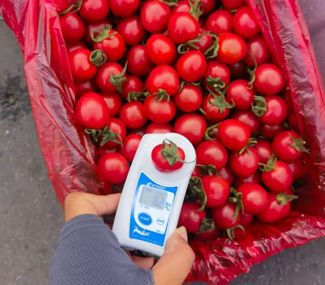 爆浆口感丨让你爱上千禧小番茄(图4)