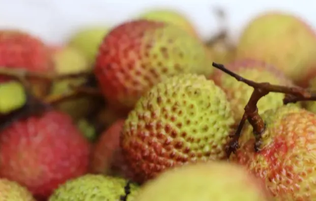 海南妃子笑荔枝甜蜜上市丨初夏的味蕾盛宴等你来尝(图7)