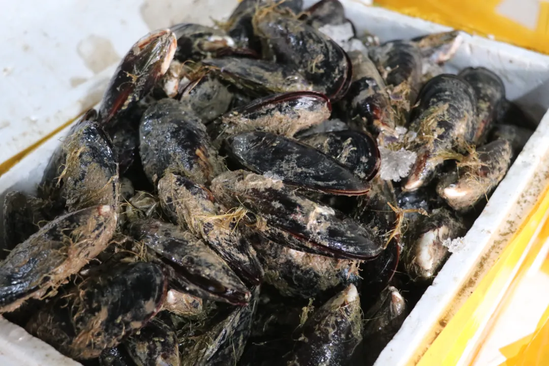 新阿美水产丨优质海鲜冻品 满足您的味蕾盛宴(图4)