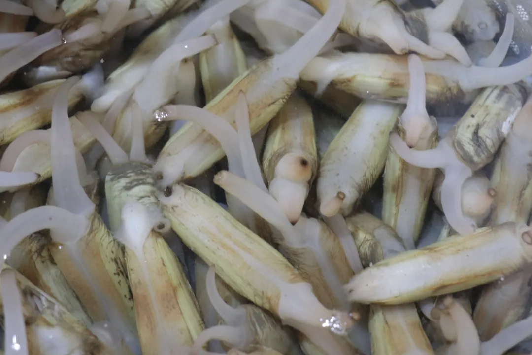 新阿美水产丨优质海鲜冻品 满足您的味蕾盛宴(图6)